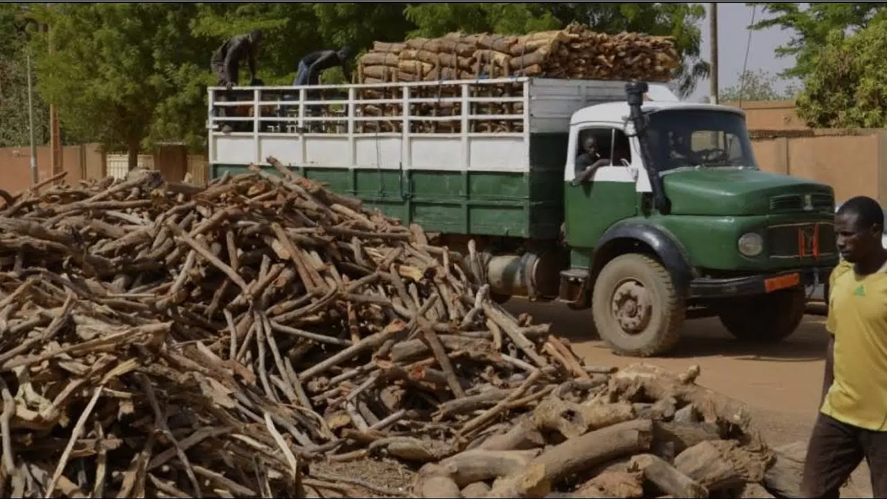 À QUI LA FAUTE S’INTÉRESSE À LA COUPE ABUSIVE DES ARBRES